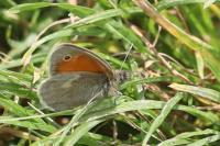 Coenonympha pamphilus