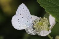 Celastrina argiolus