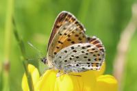 Lycaena tityrus