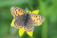 Lycaena tityrus