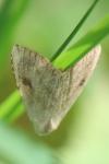 Rivula sericealis