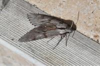 Hyloicus pinastri