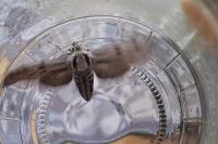Hyloicus pinastri