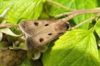 Agrotis exclamationis