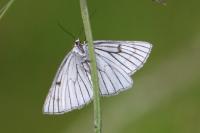Siona lineata