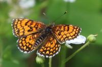 Melitaea athalia