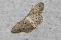 Idaea seriata