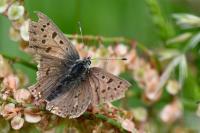 Lycaena tityrus