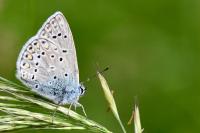 Polyommatus icarus