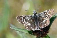 Pyrgus malvae