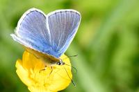 Polyommatus icarus
