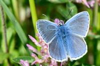 Polyommatus icarus