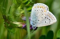 Polyommatus icarus
