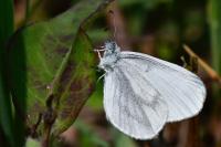 Leptidea sinapis