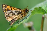 Carterocephalus palaemon