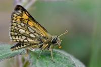 Carterocephalus palaemon