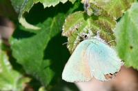 Callophrys rubi