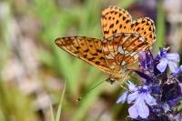 Boloria euphrosyne