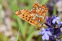Boloria euphrosyne