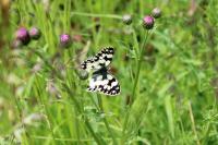 Melanargia galathea