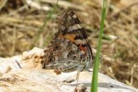 Vanessa cardui