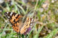 Vanessa cardui