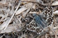 Pyrgus malvae