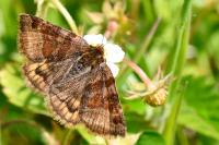 Euclidia glyphica