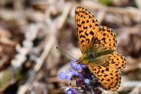 Boloria euphrosyne