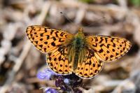 Boloria euphrosyne