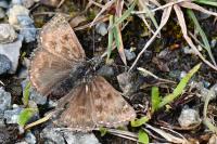 Erynnis tages