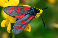 Zygaena filipendulae