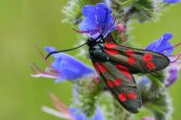 Zygaena filipendulae