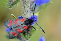 Zygaena filipendulae