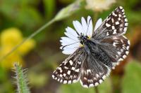 Pyrgus malvae