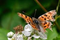 Polygonia c-album