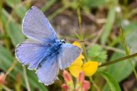Polyommatus icarus