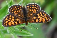 Melitaea athalia