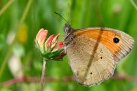 Maniola jurtina
