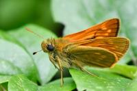 Ochlodes sylvanus