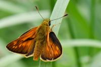 Ochlodes sylvanus