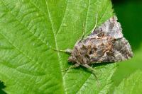 Autographa gamma