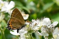 Satyrium pruni