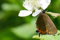 Satyrium pruni