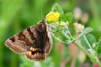 Euclidia glyphica