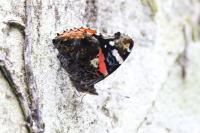 Vanessa atalanta
