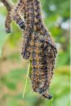 Nymphalis polychloros