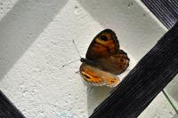 Lasiommata maera