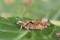 Zeiraphera isertana