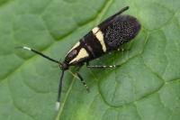 Dasycera oliviella